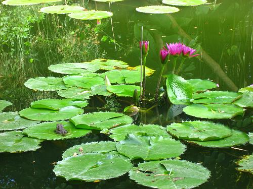 Frog & Flower